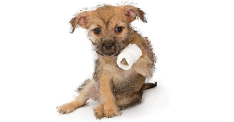 Why is my dog limping and what should I do?