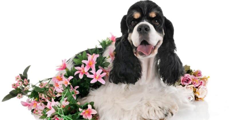 Cocker Spaniel with an injured leg