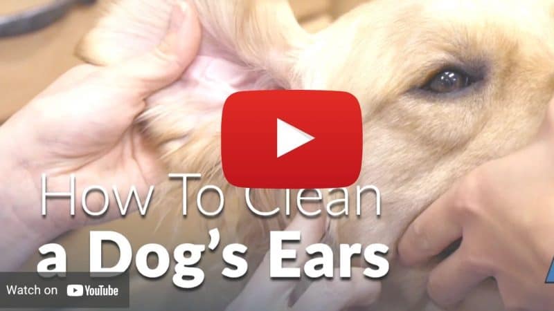 How to clean a dog's ears