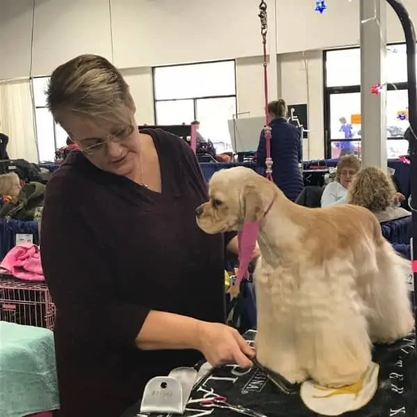 Groomer takes her time with a Cocker Spaniel