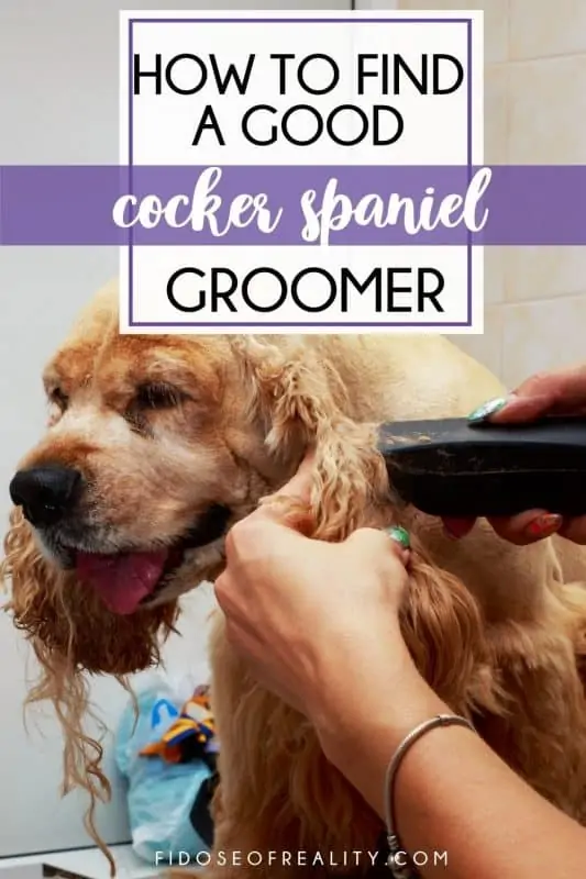 Cocker Spaniel grooming session