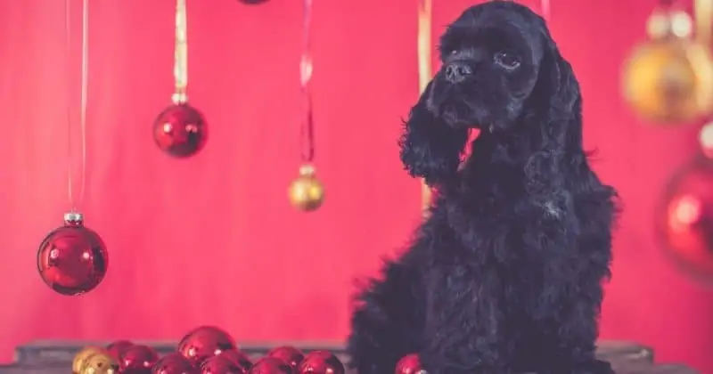 cocker spaniel lover gifts