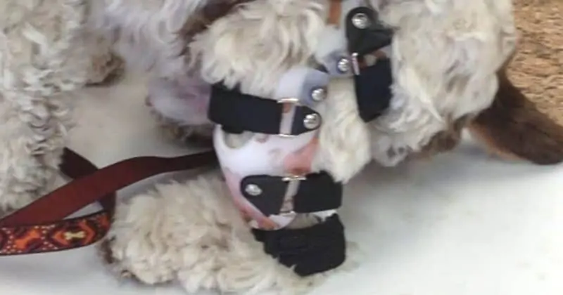 A torn ACL is painful and cannot heal on its own without side effects, complications, or problems.