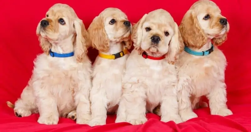 Cockers are a fun breed but very high maintenance.