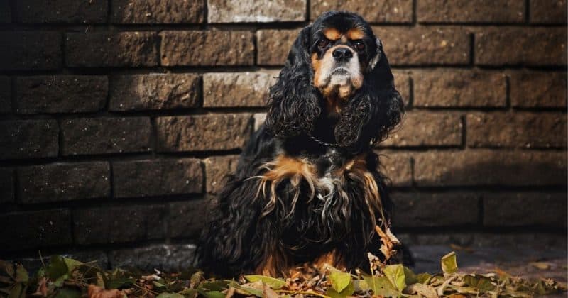 What to do when your dog passes away