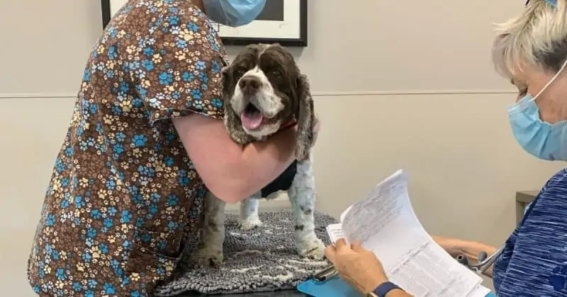 dog at vet for sebaceous cyst