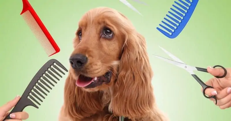 Cocker Spaniel prepared for a grooming session