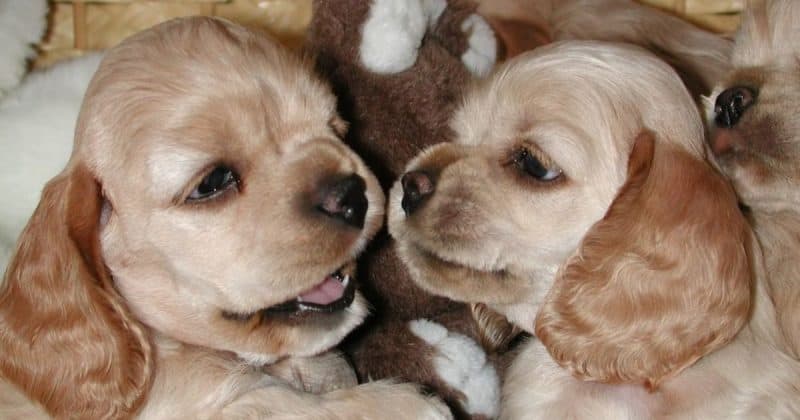 Blonde Cocker Spaniels for people with allergies