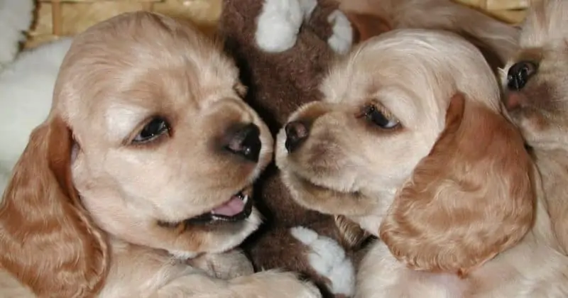 Blonde Cocker Spaniels for people with allergies