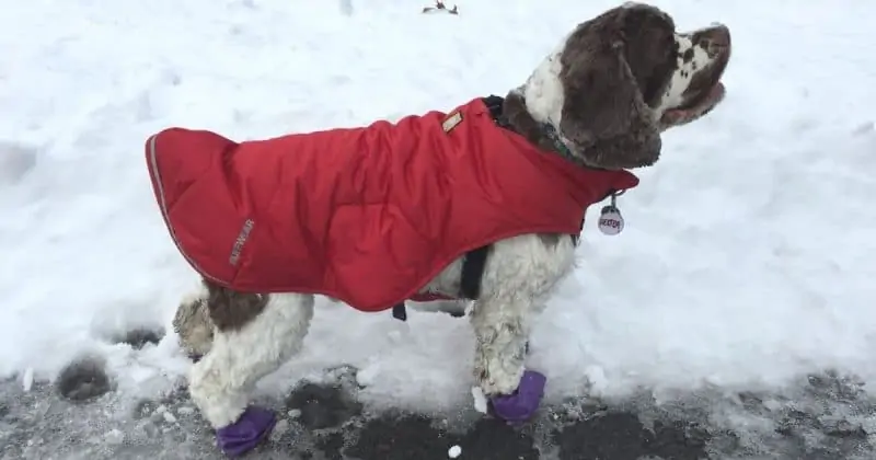 Cocker Spaniel in dog coat winter time