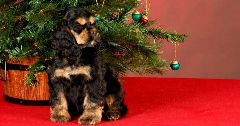 little dog sitting during holidays