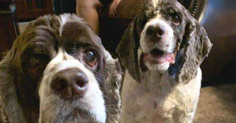 Cocker Spaniel brothers sitting