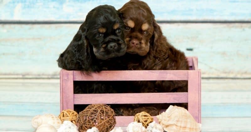 Cocker spaniel puppies in a basket