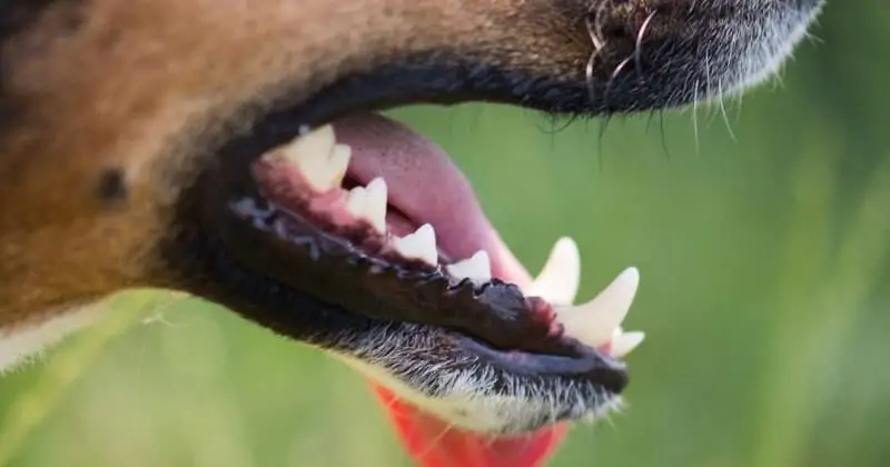 can dogs get cavities