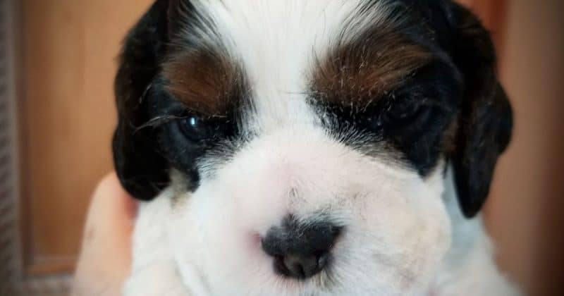 cocker spaniel close up puppy