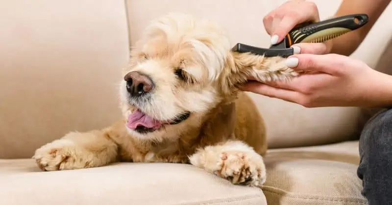 Best brushes to use on a Cocker Spaniel