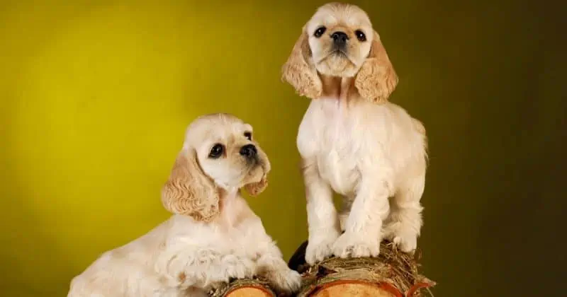 Two blonde Cocker Spaniel pups