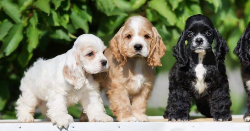 Cocker Spaniel puppies