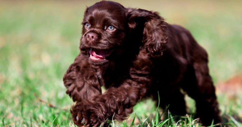 things to do with a puppy