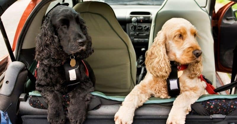 Dog car anxiety with dogs going on road trip