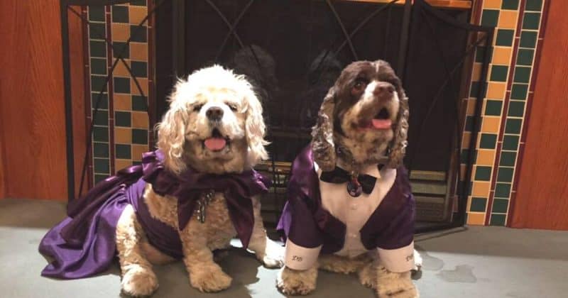 should dogs wear clothing?