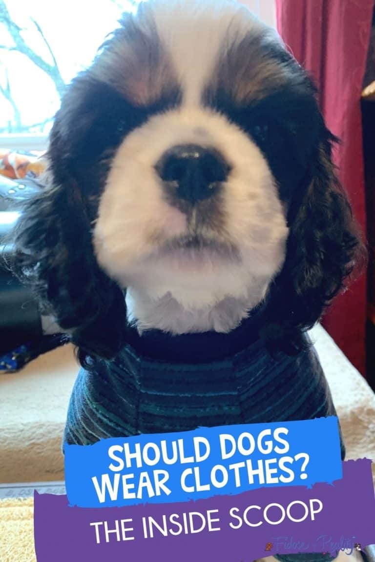 Do Dogs Need Clothing and Why? Fidose of Reality