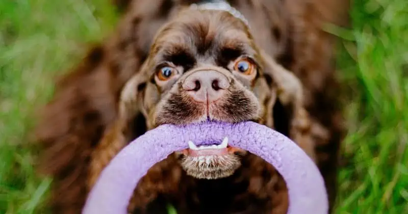 Cocker Spaniel personality traits