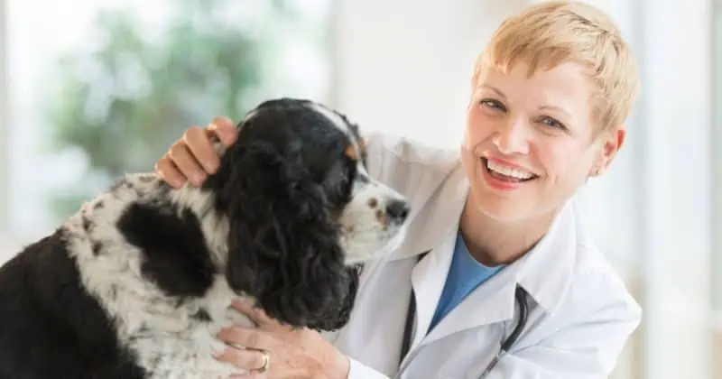 Vet examines dog for head titling