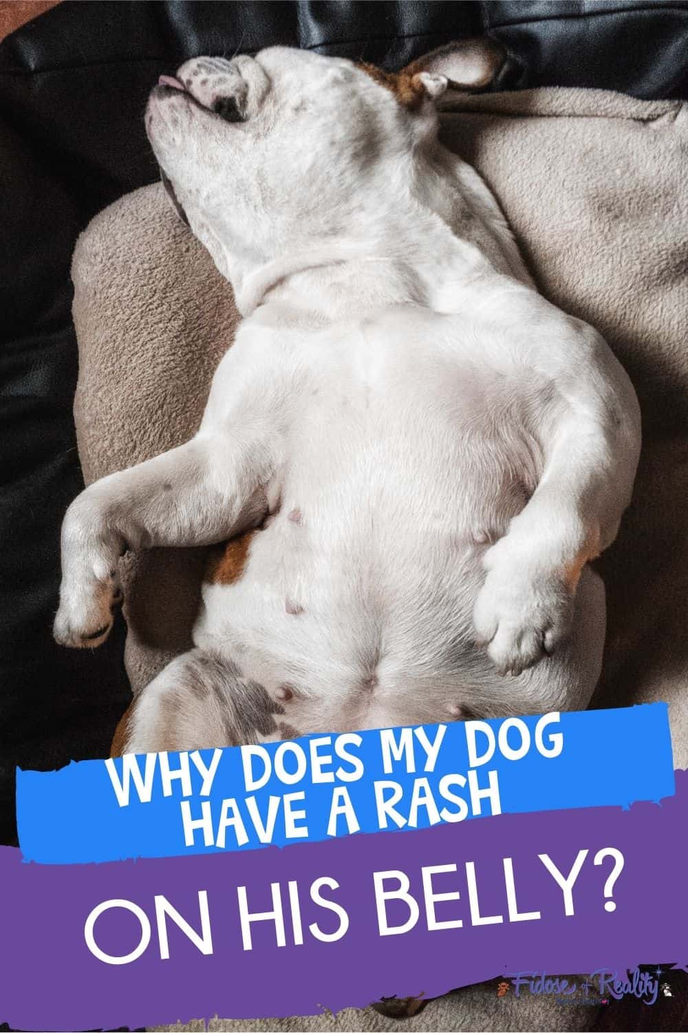 Dog Rash on Belly: Causes and Symptoms To Know - Fidose of Reality