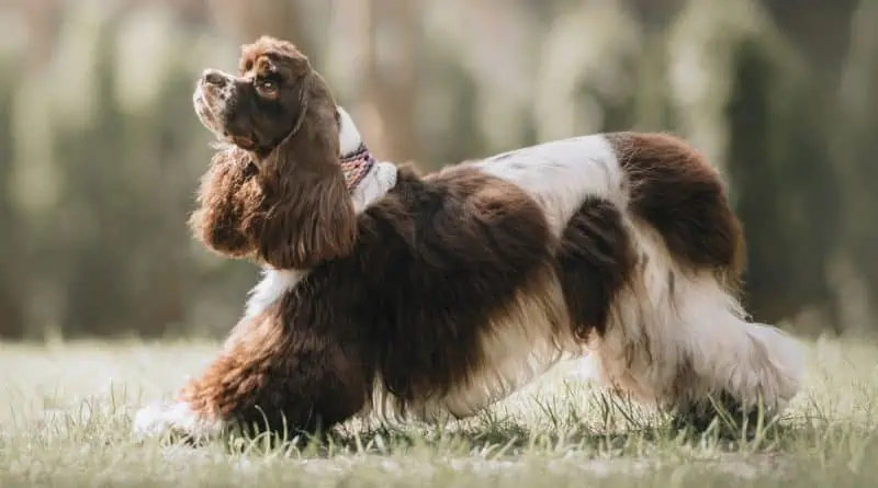 Cocker Spaniel ready to eat his dog food