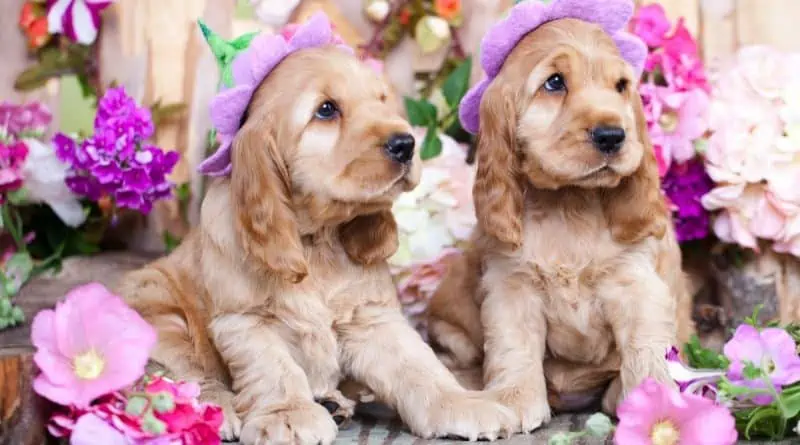 dog sunscreen protection