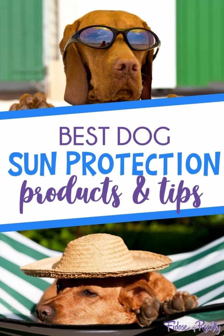 Best Dog Sun Protection Products and Tips Fidose of Reality