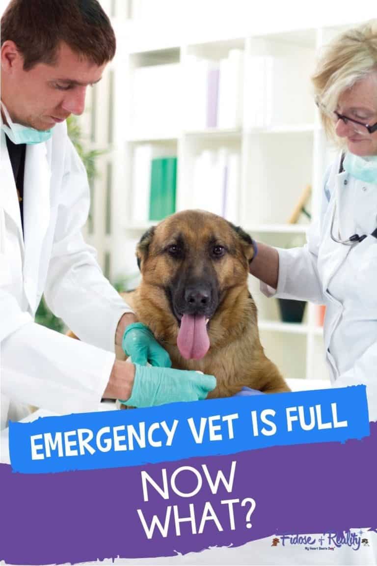 Emergency Vet Near Me Is Full Now What Fidose of Reality