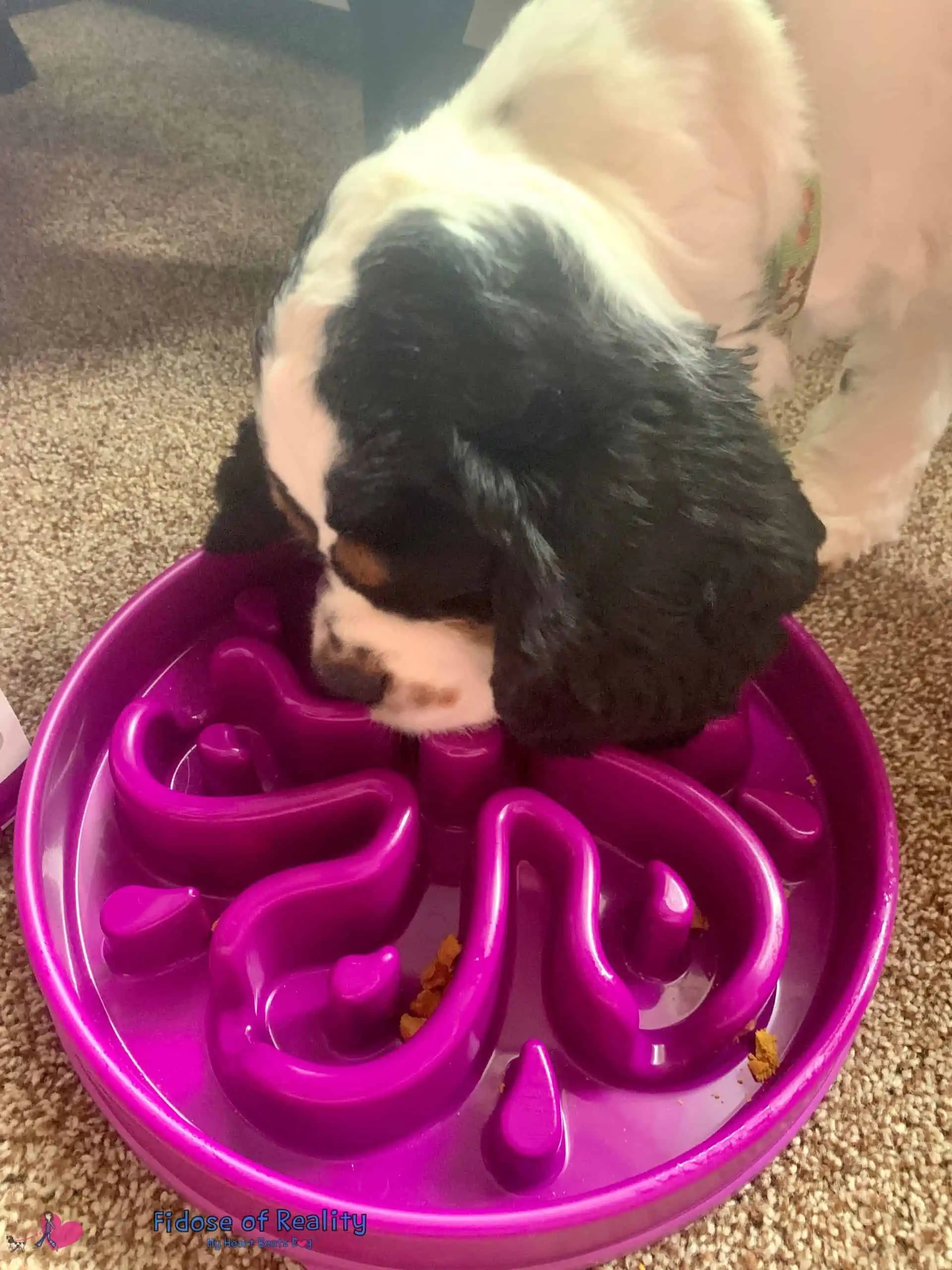 Freeze-dried dog treats lined up