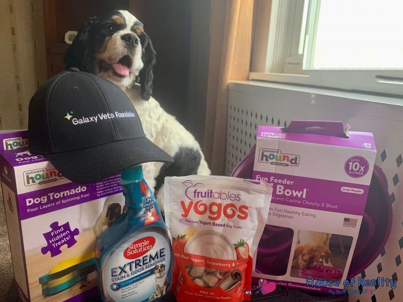 roundup of items for a dog treat box