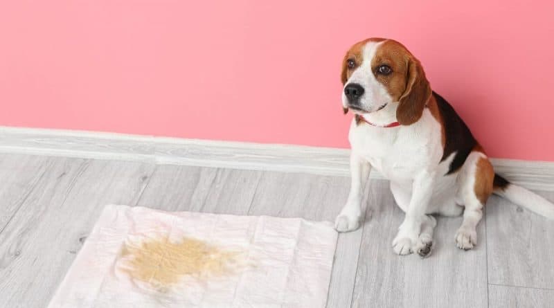 dog peeing in house