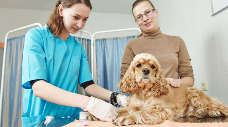 cocker spaniel has titer test at veterinarian
