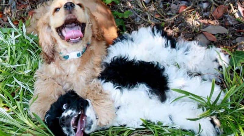 Cocker Spaniel memes of two dogs playing