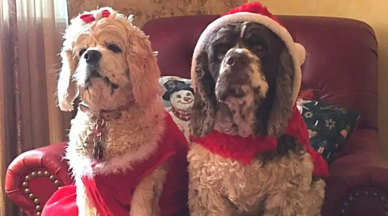 two Christmas dogs posing together