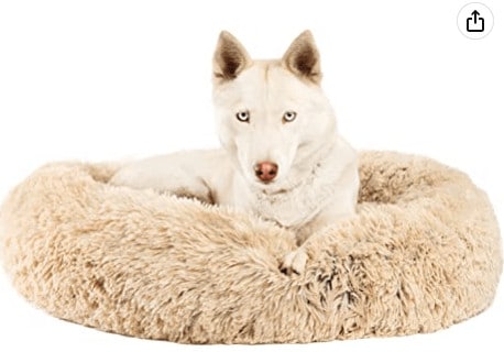 donut bed for cocker spaniels