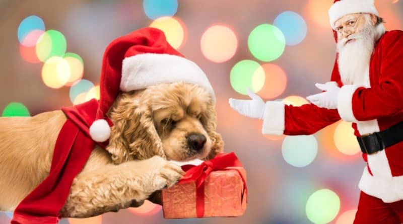 gifts for Cocker Spaniels