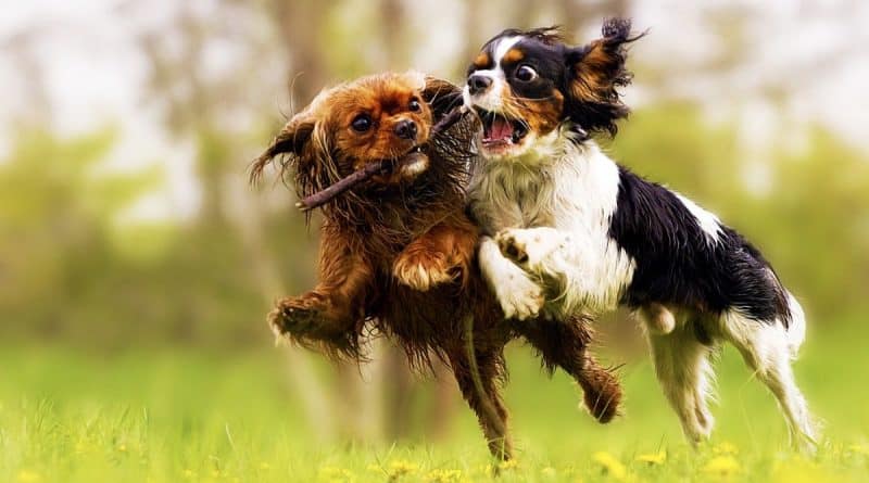 How to calm a puppy down