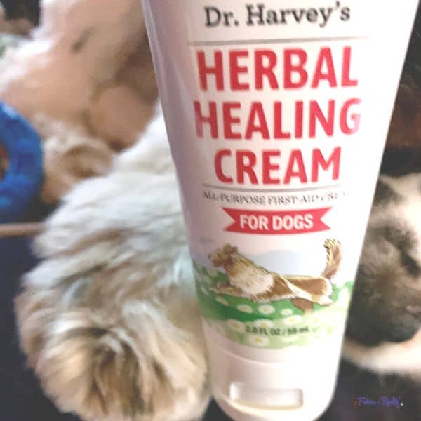 Dog Paw Care Professional Tips and Advice Fidose of Reality