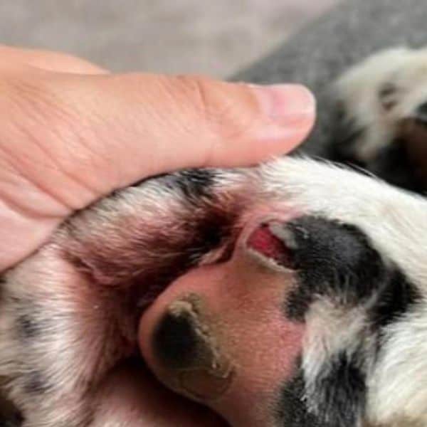 cracked paw on dog