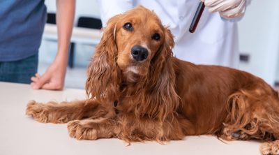 Apoquel Side Effects and Alternatives - Fidose of Reality