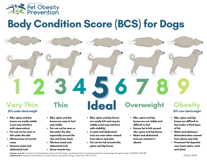 body condition score for dogs