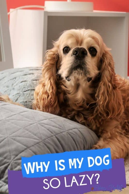 why is my dog lazy all the time