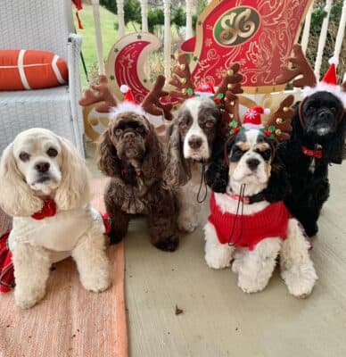 Dogs of Christmas photo contest