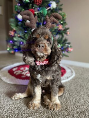 reindeer Cocker