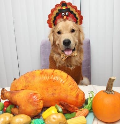 Pumpkin Thanksgiving dog